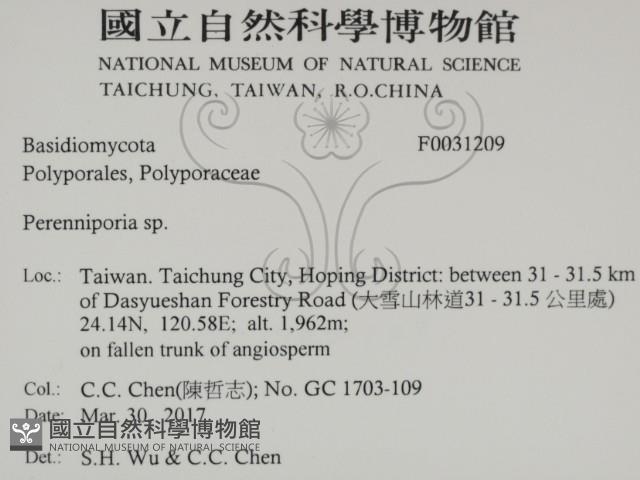 多年臥孔菌屬藏品圖，第2張