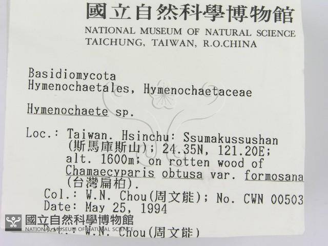 刺革菌屬藏品圖，第2張