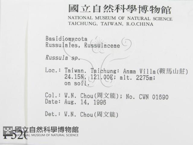 紅菇屬藏品圖，第2張