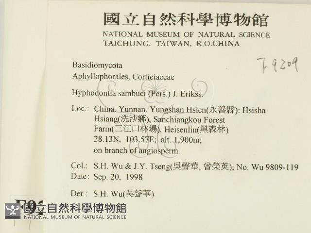 冇骨消絲齒菌藏品圖，第2張