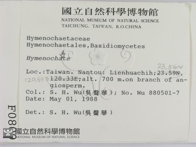 刺革菌屬藏品圖，第2張