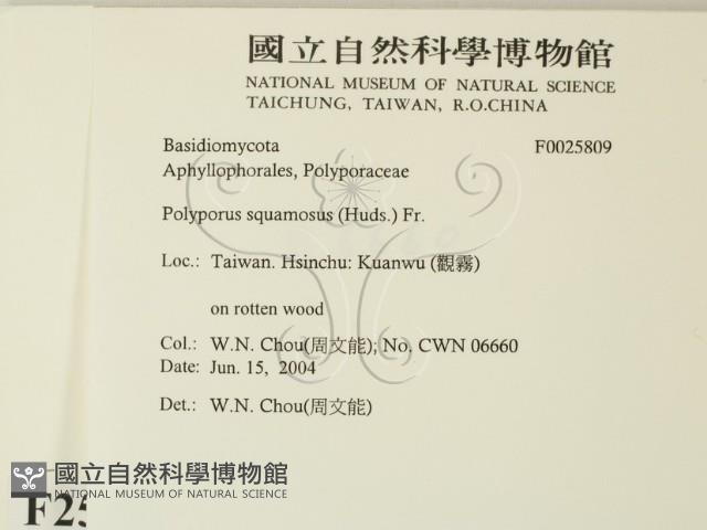 寬鱗多孔菌藏品圖，第2張