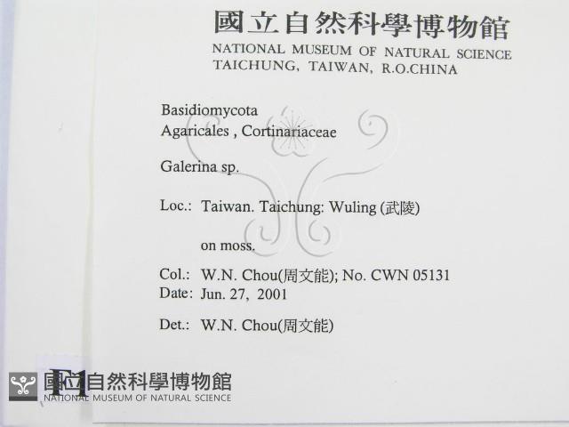 盔孢傘屬藏品圖，第2張