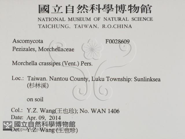 登錄號:F0028609藏品圖，第2張