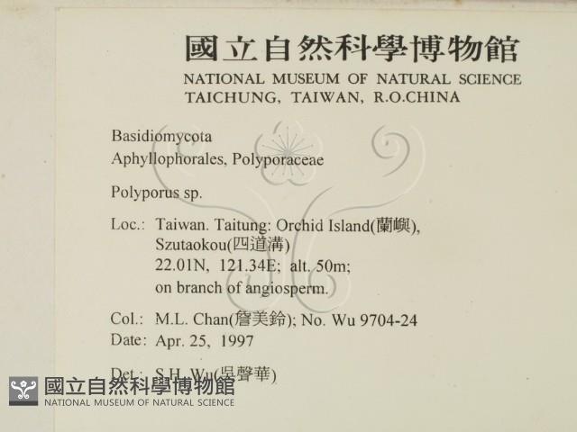 多孔菌屬藏品圖，第2張
