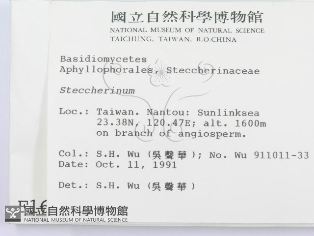 齒耳菌屬藏品圖，第2張