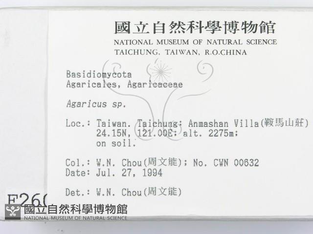 傘菌屬藏品圖，第2張