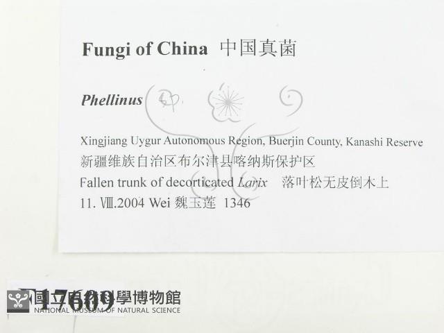 木層孔菌屬藏品圖，第2張