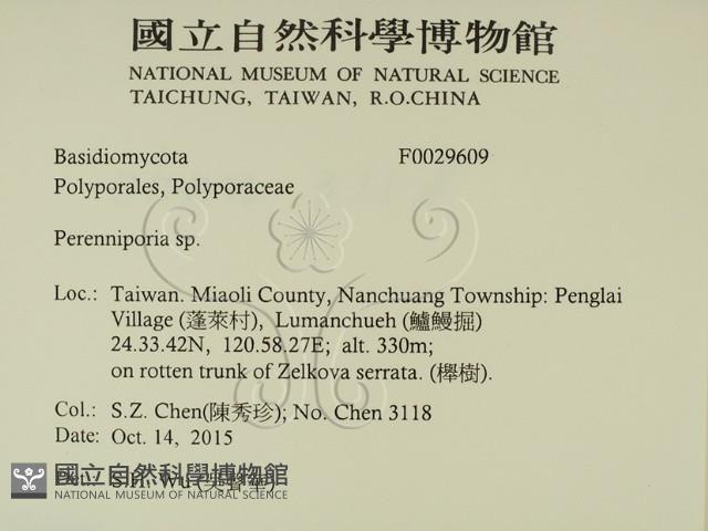 多年臥孔菌屬藏品圖，第2張