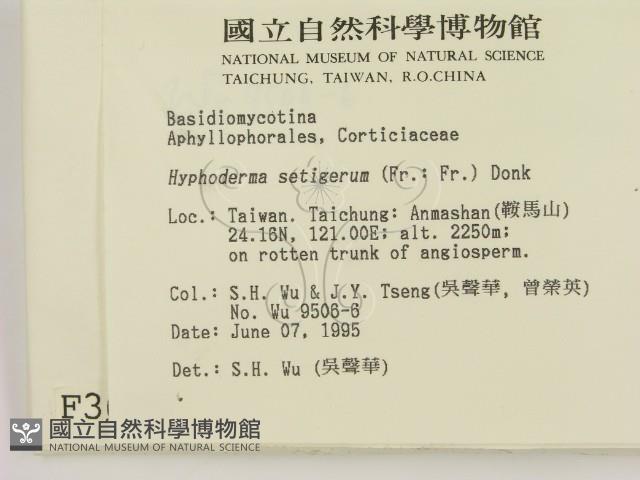 剛毛絲皮菌藏品圖，第2張