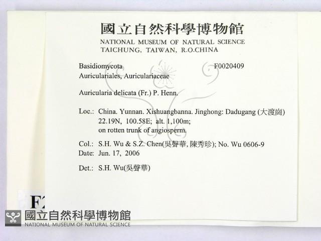 皺木耳藏品圖，第2張