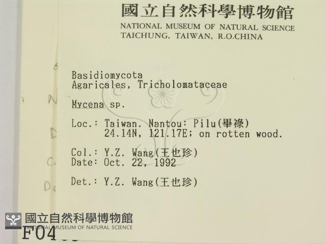 小菇屬藏品圖，第2張