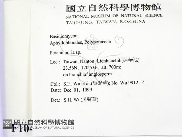 多年臥孔菌屬藏品圖，第2張