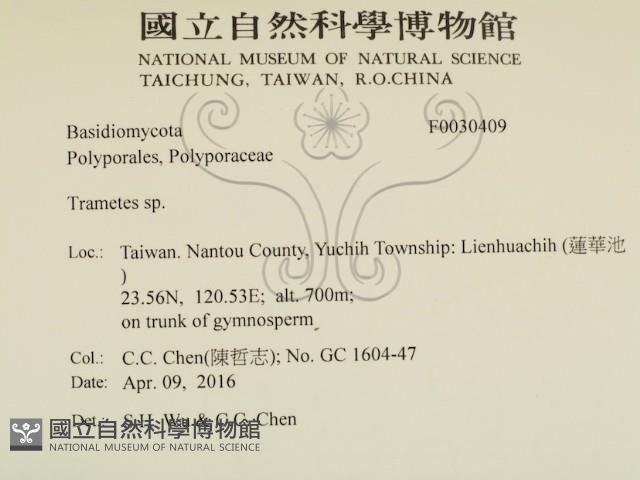 栓菌屬藏品圖，第2張
