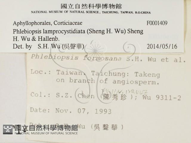 燈籠囊擬射脈菌藏品圖，第2張
