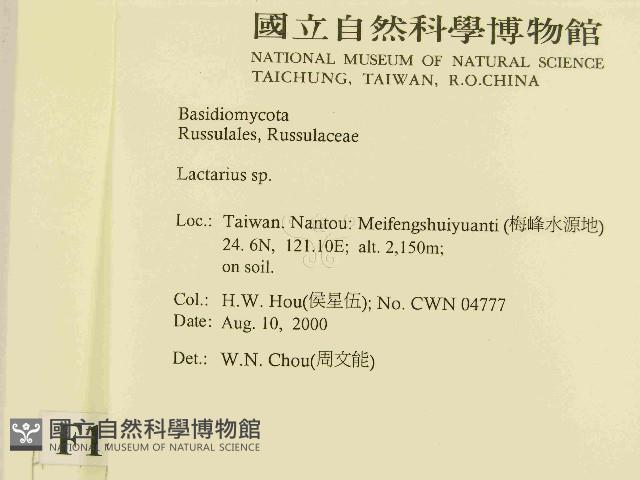 乳菇屬藏品圖，第2張