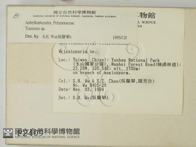 栓菌屬藏品圖，第2張