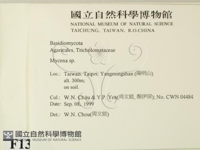 小菇屬藏品圖，第2張