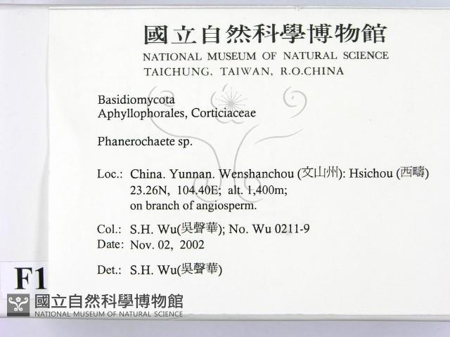 顯絲菌屬藏品圖，第2張