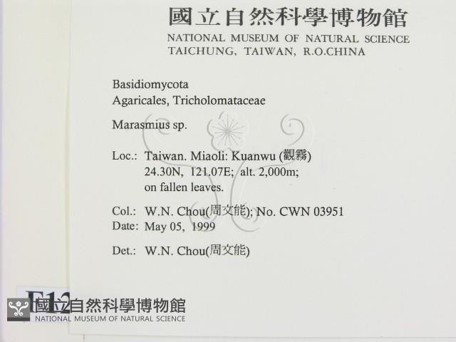 小皮傘屬藏品圖，第2張