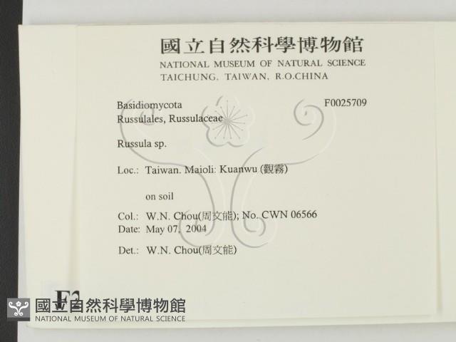 紅菇屬藏品圖，第2張