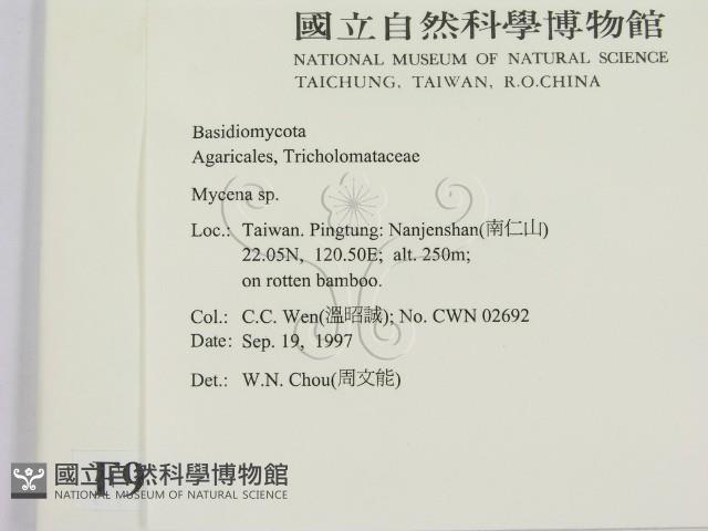 小菇屬藏品圖，第2張