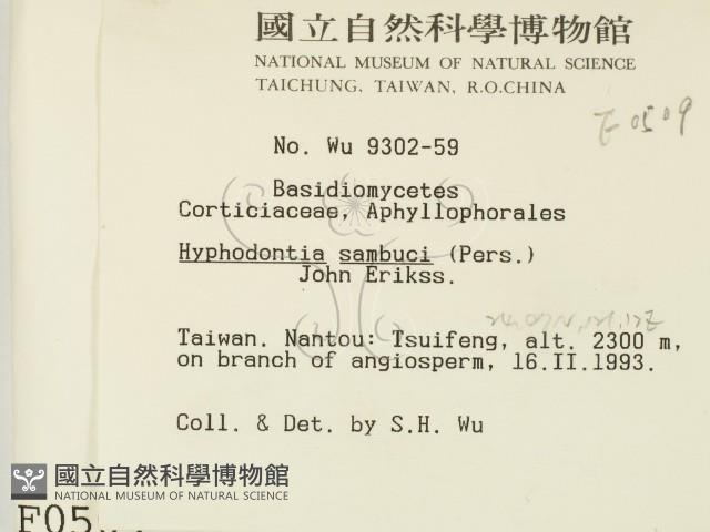 冇骨消絲齒菌藏品圖，第2張