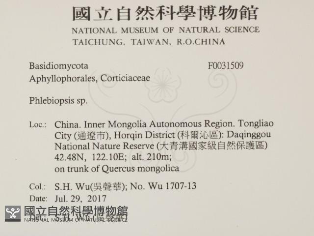 擬射脈菌屬藏品圖，第2張