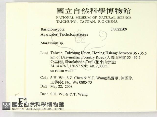 小皮傘屬藏品圖，第2張