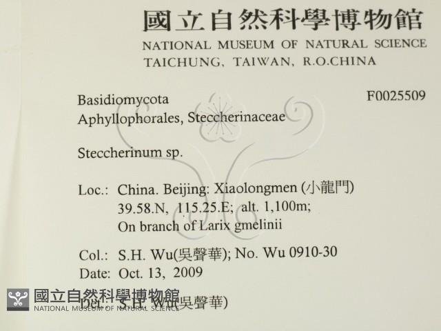 齒耳菌屬藏品圖，第2張