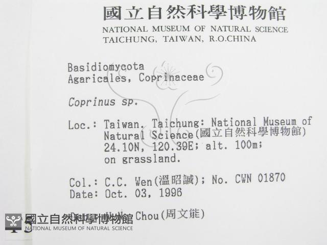 鬼傘屬藏品圖，第2張