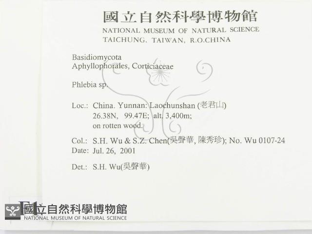 射脈菌屬藏品圖，第2張