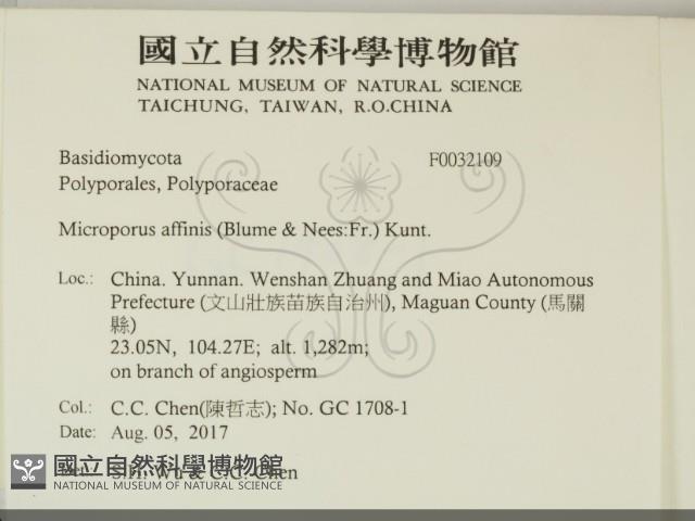 相鄰小孔菌藏品圖，第2張