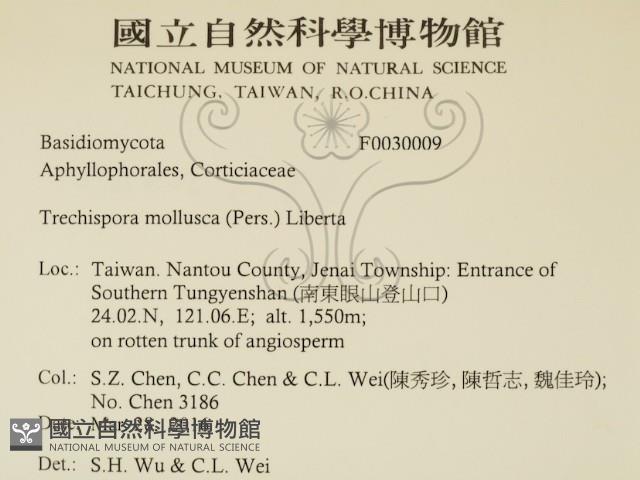粗糙孢菌屬藏品圖，第2張