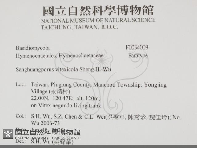 黃荊桑黃藏品圖，第2張