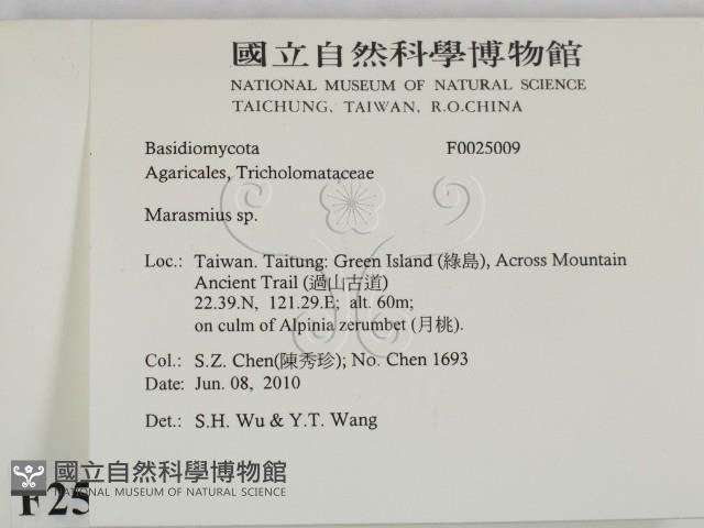 小皮傘屬藏品圖，第2張