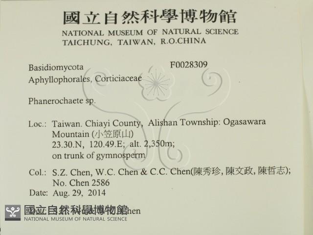顯絲菌屬藏品圖，第2張