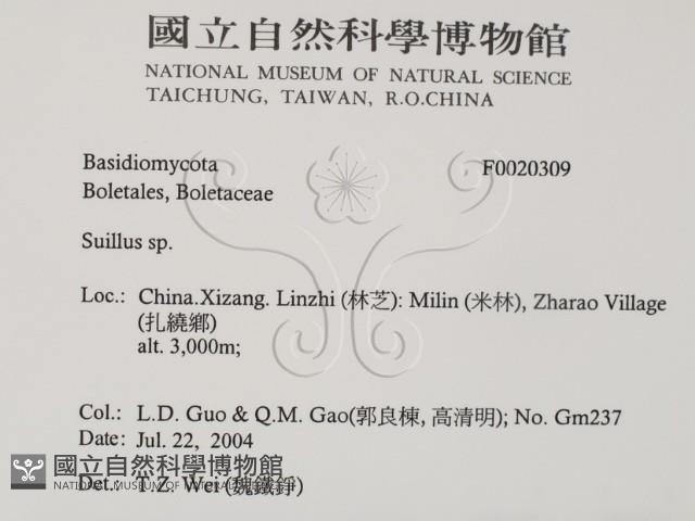 登錄號:F0020309藏品圖，第2張