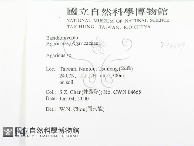 傘菌屬藏品圖，第2張