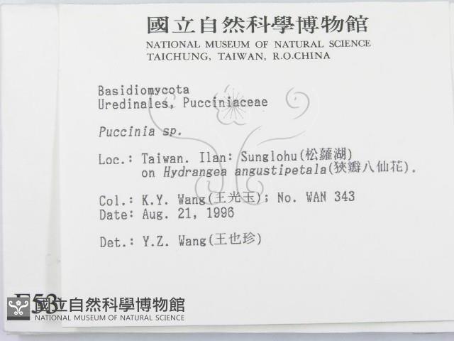 柄銹菌屬藏品圖，第2張