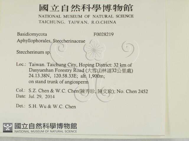 齒耳菌屬藏品圖，第2張