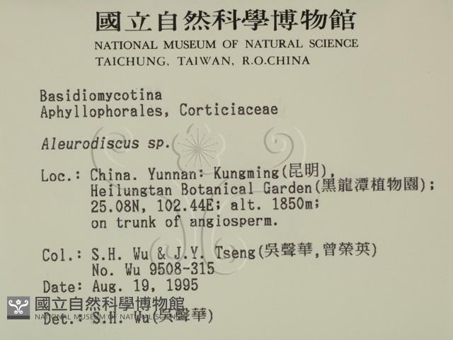 盤革菌屬藏品圖，第2張