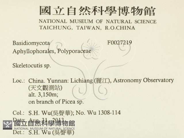 骨皮菌屬藏品圖，第2張