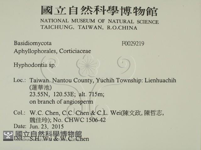 絲齒菌屬藏品圖，第2張