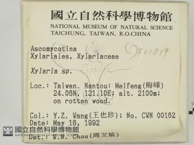 炭角菌屬藏品圖，第2張