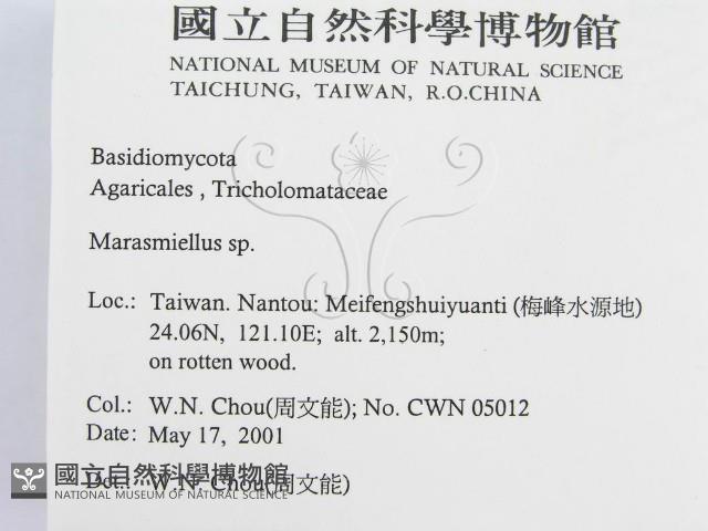 微皮傘屬藏品圖，第2張