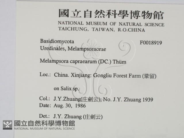 登錄號:F0018919藏品圖，第2張
