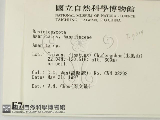 鵝膏屬藏品圖，第2張