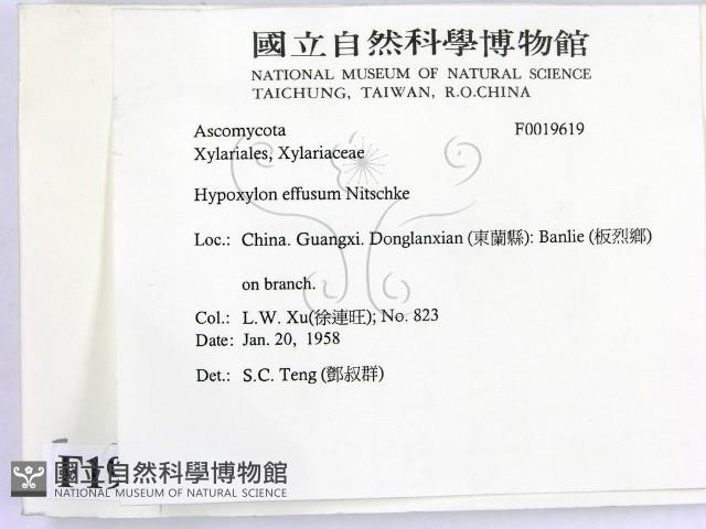 登錄號:F0019619藏品圖，第2張
