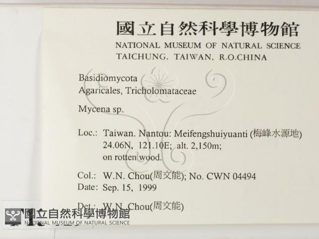 小菇屬藏品圖，第2張